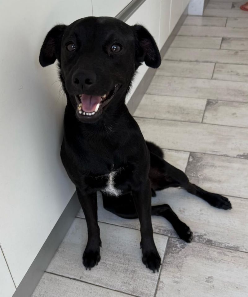 A través de su labor, buscan no sólo rescatar y recuperar animales, sino también generar conciencia en la comunidad sobre la responsabilidad que implica tener una mascota y la urgencia de actuar frente al abandono.

