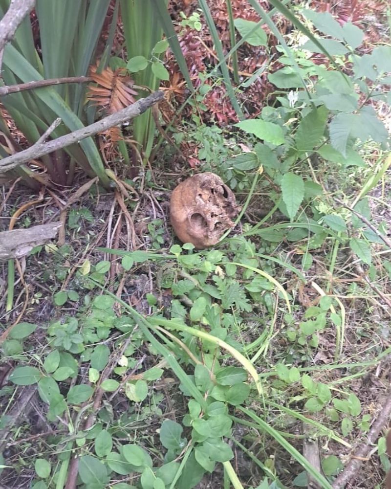 Un jardinero estaba realizando tareas de cuidado y mantenimiento, mientras lo hacía notó que había huesos humanos y ante esto le dio aviso a su empleador. 

