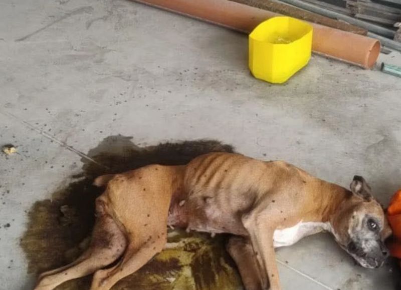 Urgente: atropellaron a una perra en la línea 214, la dejaron tirada y Rescatistas La Plata pide ayuda para salvarlo